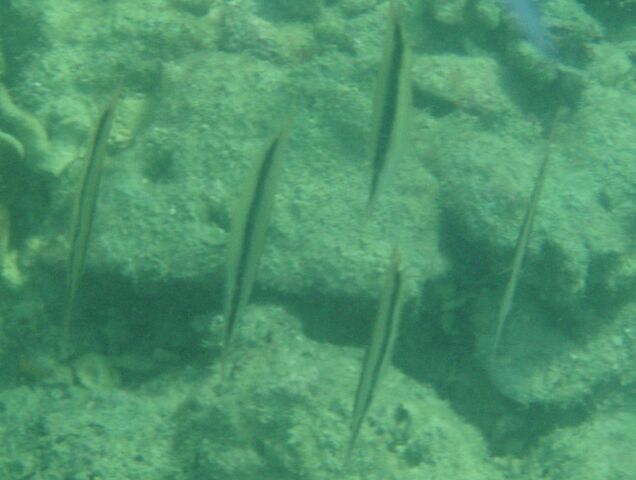 Razor Fish at Chicken Islands